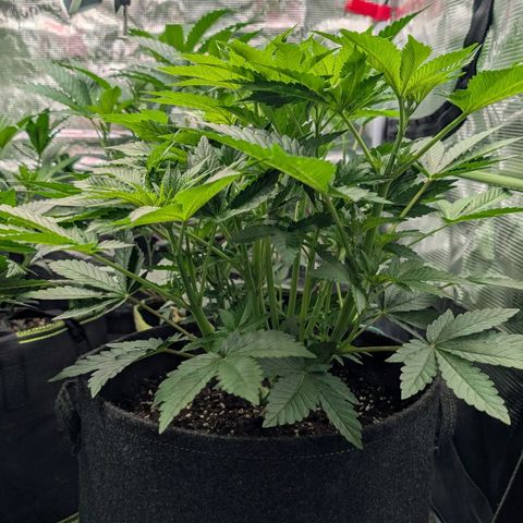 Lemon growlog timeline photo