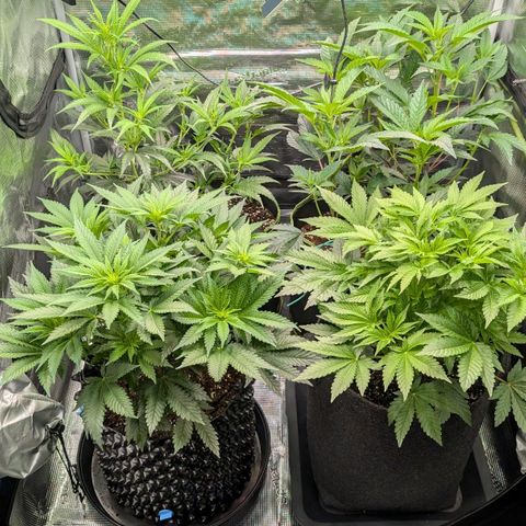 Lemon growlog timeline photo