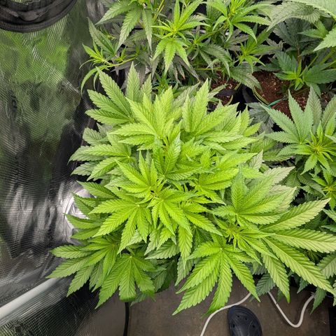 Lemon growlog timeline photo