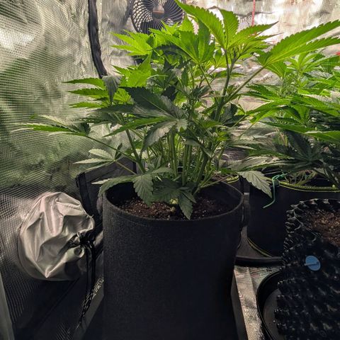 Lemon growlog timeline photo