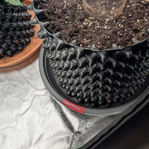 Northern Gaint growlog timeline photo