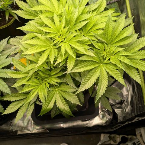 Lemon growlog timeline photo