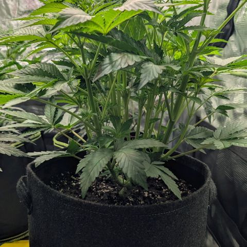 Lemon growlog timeline photo