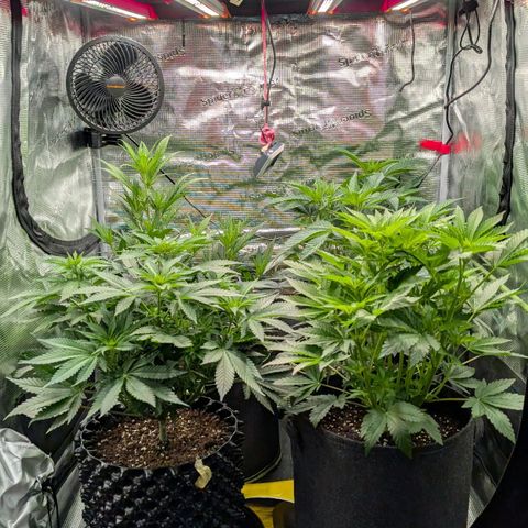 Lemon growlog timeline photo