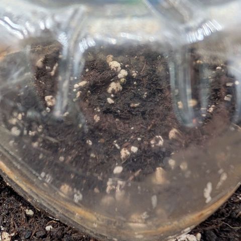 Northern Gaint growlog timeline photo