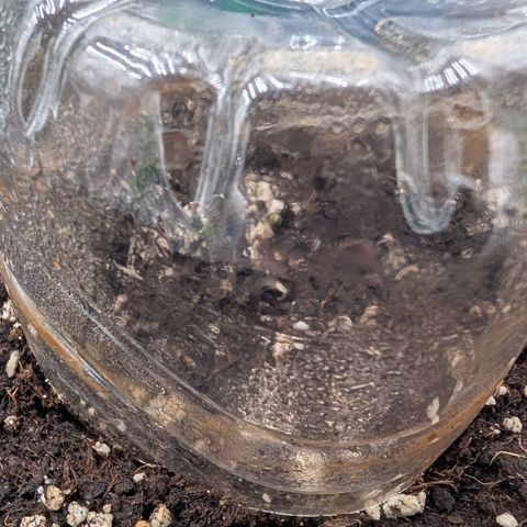 Northern Gaint growlog timeline photo