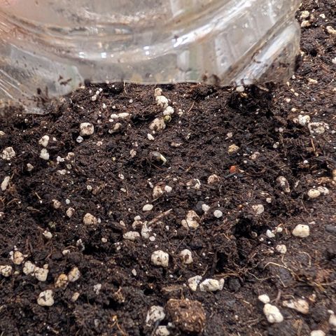 Northern Gaint growlog timeline photo