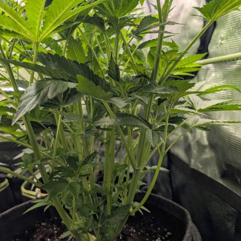 Lemon growlog timeline photo