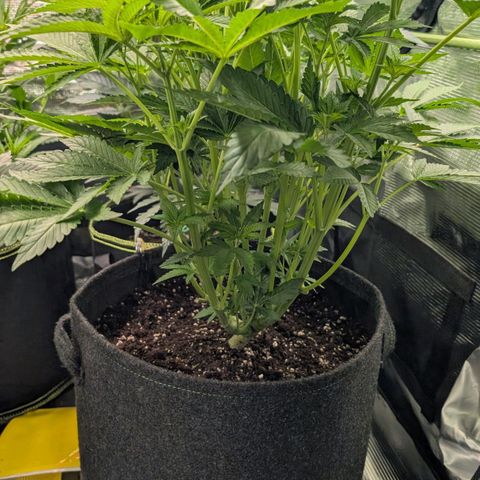 Lemon growlog timeline photo