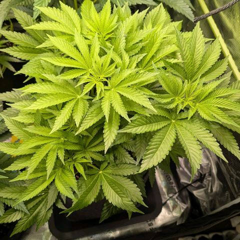 Lemon growlog timeline photo