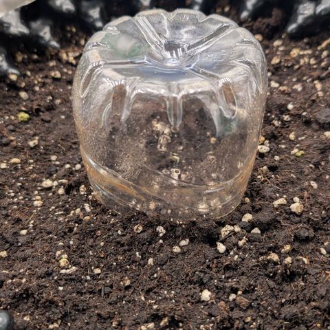 Northern Gaint growlog timeline photo