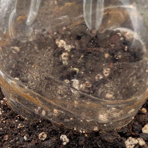 Northern Gaint growlog timeline photo