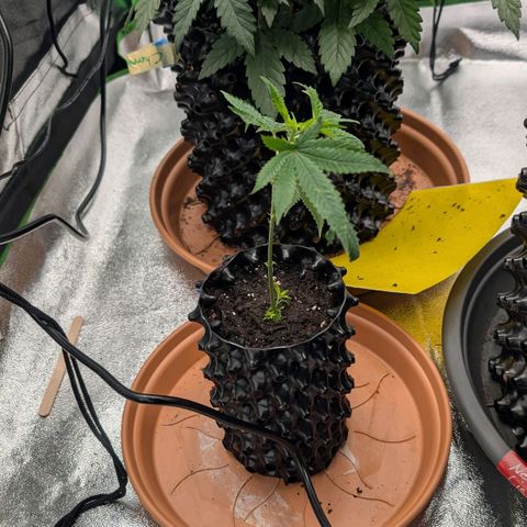 North Thunderfuck growlog photo