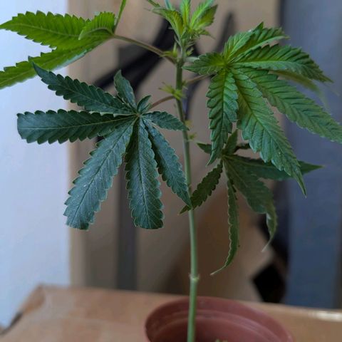 North Thunderfuck growlog photo