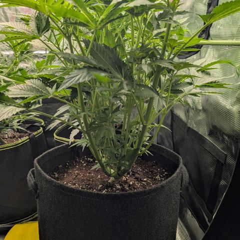 Lemon growlog timeline photo