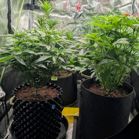 Lemon growlog timeline photo