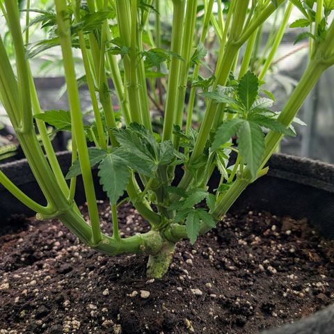 Lemon growlog timeline photo