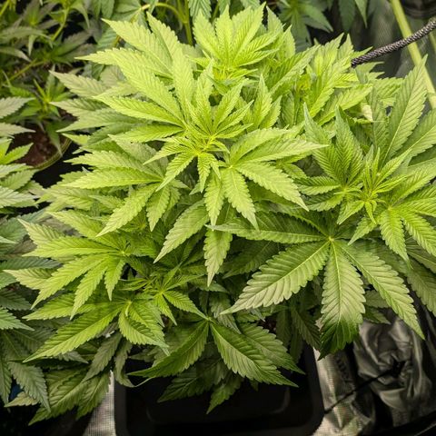 Lemon growlog timeline photo