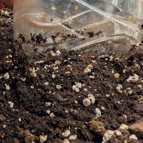 Northern Gaint growlog timeline photo