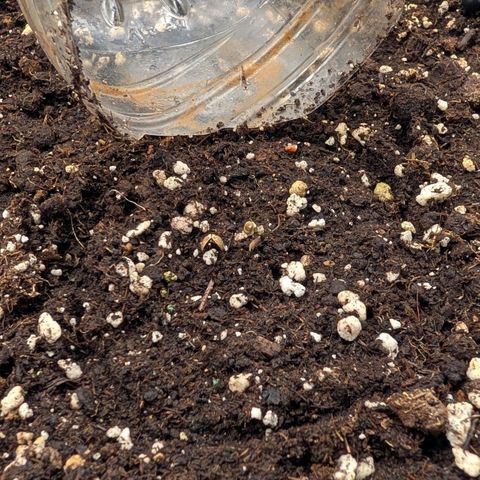 Northern Gaint growlog timeline photo