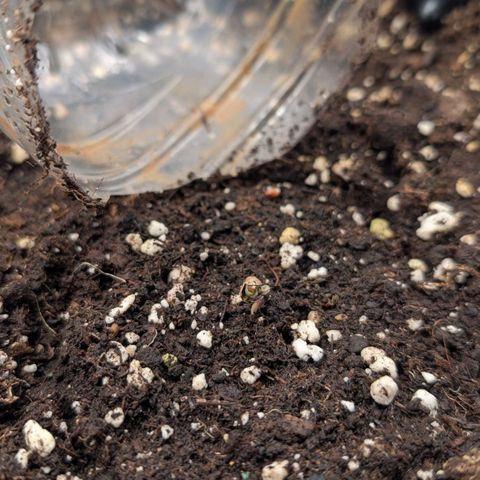 Northern Gaint growlog timeline photo