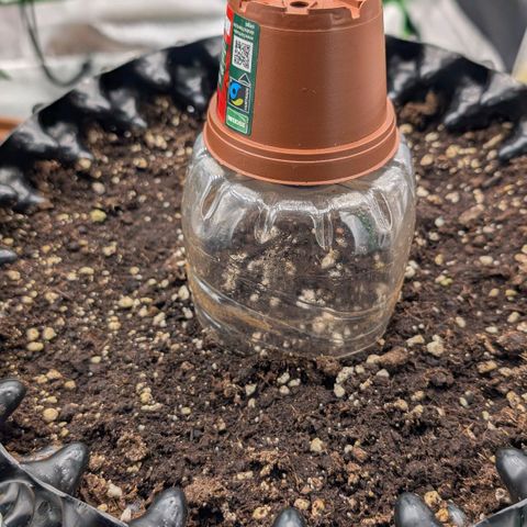 Northern Gaint growlog timeline photo