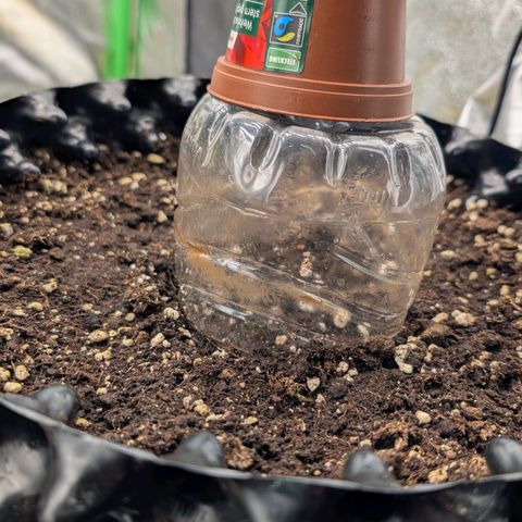 Northern Gaint growlog timeline photo