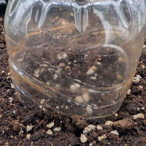 Northern Gaint growlog timeline photo