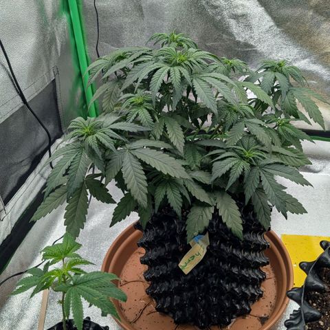 North Thunderfuck growlog timeline photo