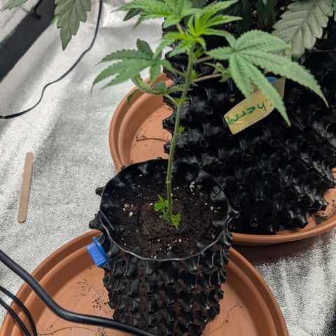 North Thunderfuck growlog timeline photo