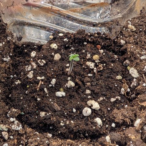 Northern Gaint growlog timeline photo