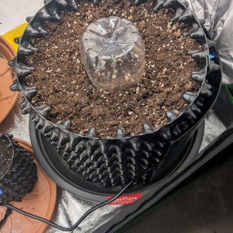Northern Gaint growlog timeline photo
