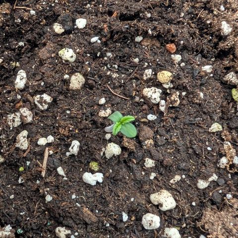 Northern Gaint growlog timeline photo