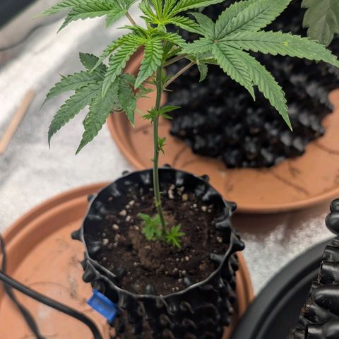 North Thunderfuck growlog timeline photo