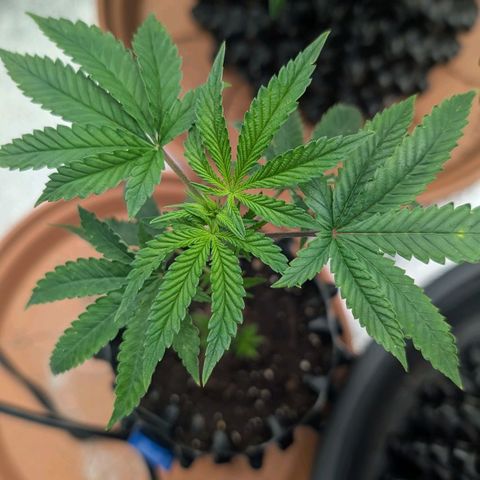 North Thunderfuck growlog timeline photo