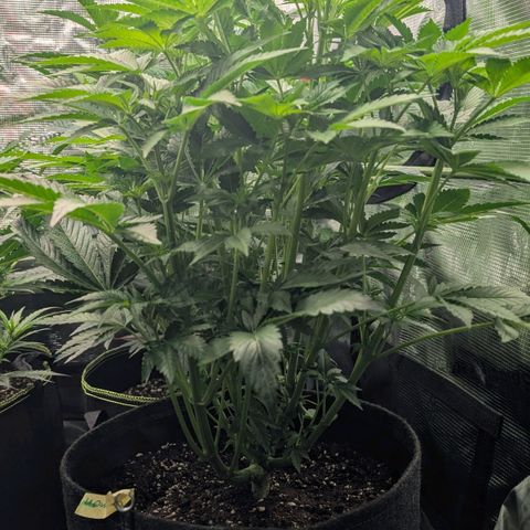 Lemon growlog timeline photo