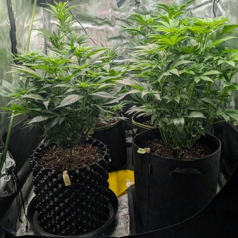 Lemon growlog timeline photo