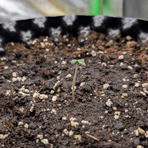 Northern Gaint growlog timeline photo