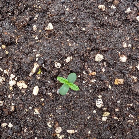 Northern Gaint growlog timeline photo