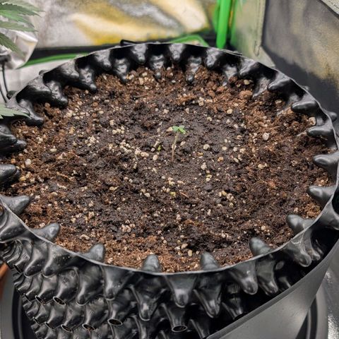 Northern Gaint growlog timeline photo