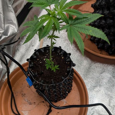 North Thunderfuck growlog timeline photo