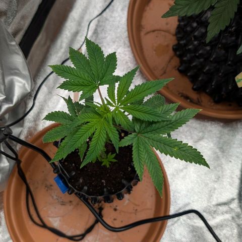 North Thunderfuck growlog timeline photo