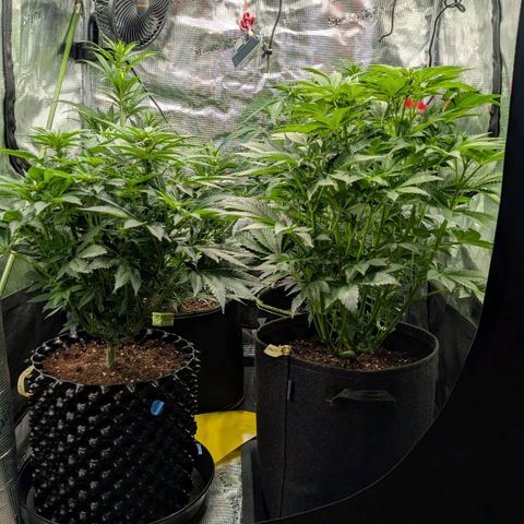 Lemon growlog timeline photo