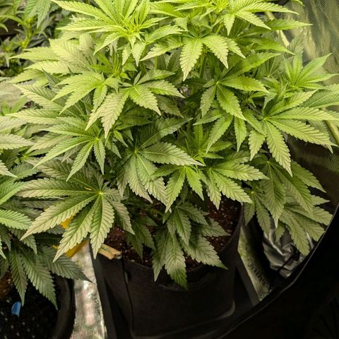 Lemon growlog timeline photo