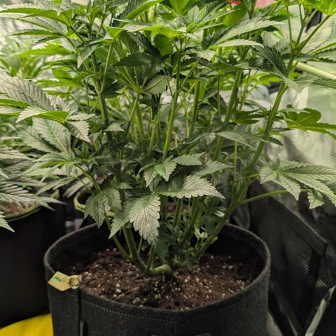 Lemon growlog timeline photo