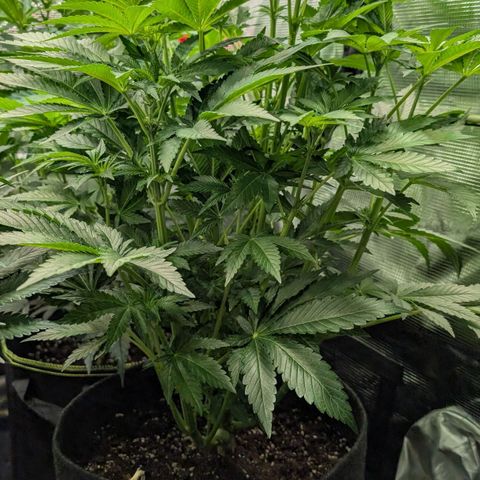 Lemon growlog timeline photo