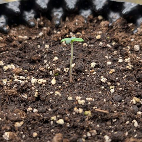 Northern Gaint growlog timeline photo