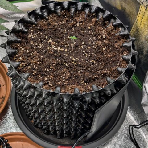 Northern Gaint growlog timeline photo