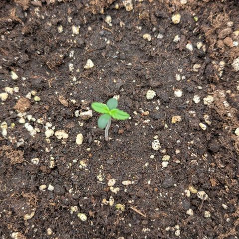 Northern Gaint growlog timeline photo
