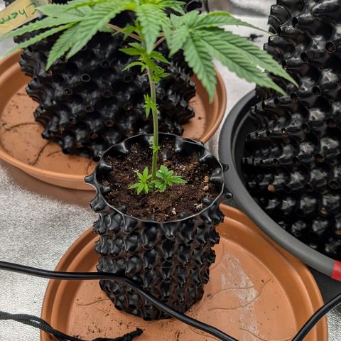 North Thunderfuck growlog timeline photo